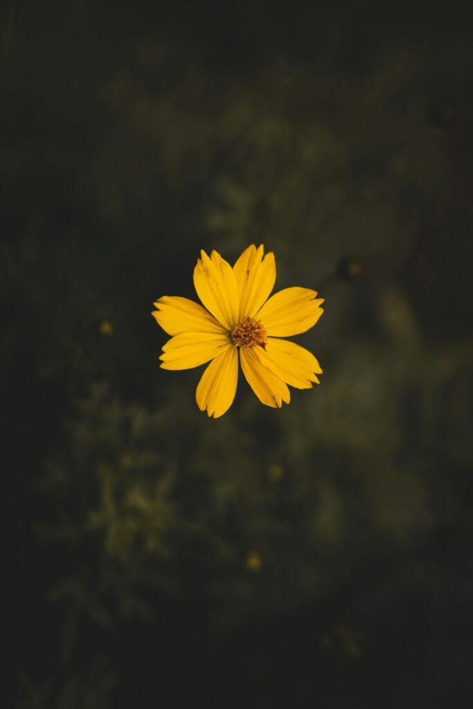pexels-photo-1212487-1212487 Macro shot of a vibrant yellow flower against a dark blurred background in natural light.
