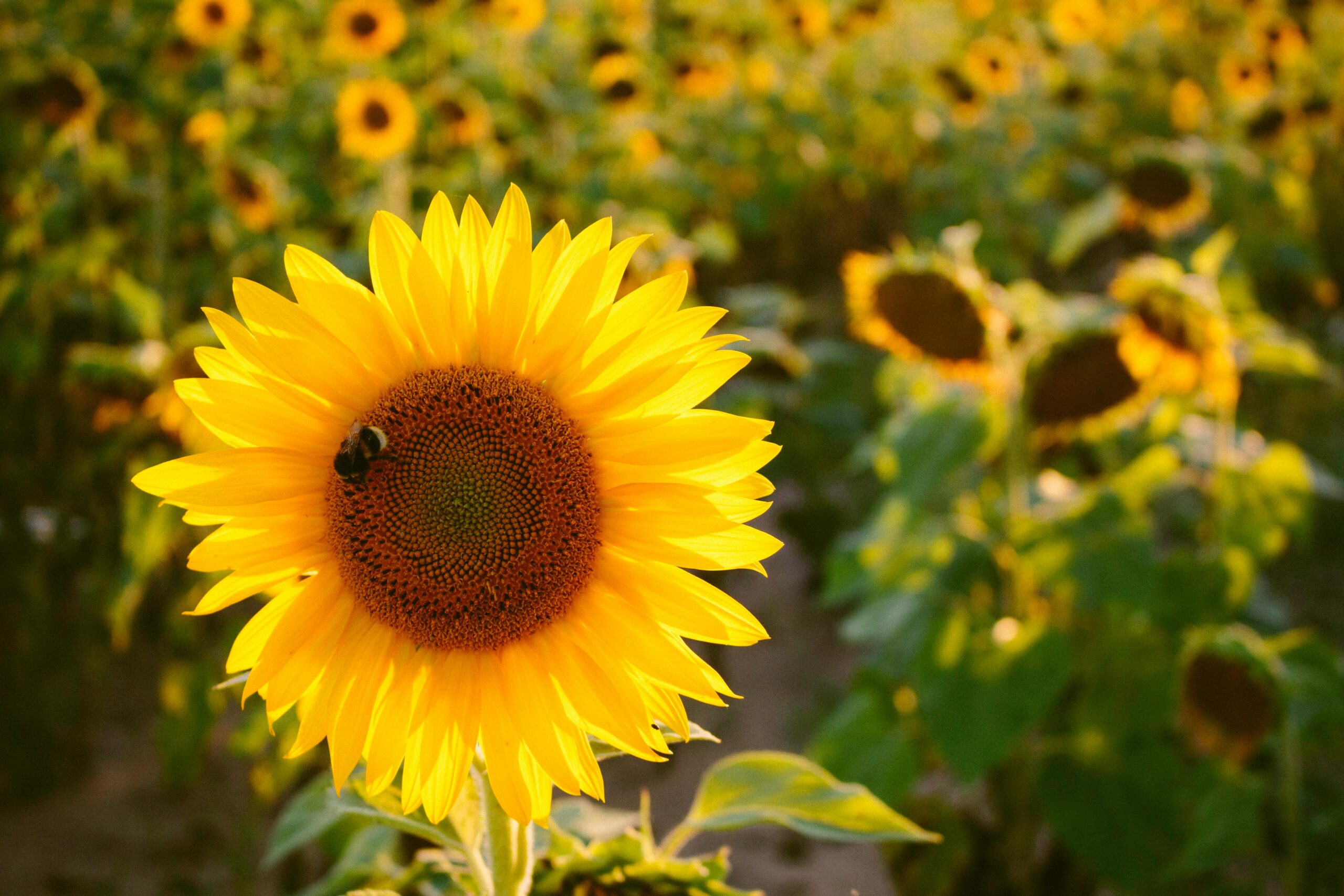 A close-up of a vibrant sunflower in a field with a bee on its petals, highlighting nature's beauty.